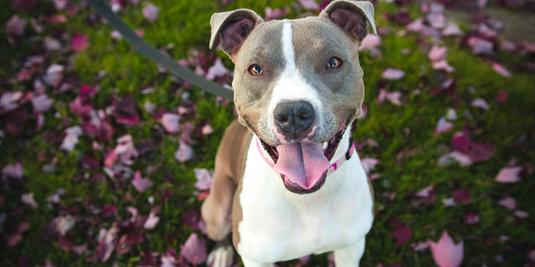 Learning how to deal with the death of a pet