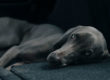 weimaraner laying down