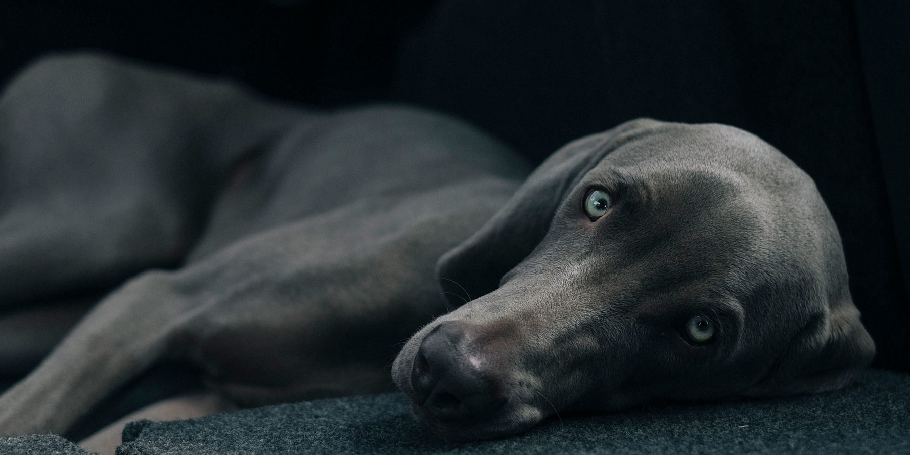 weimaraner laying down