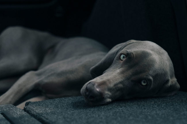 pet6 weimaraner laying down