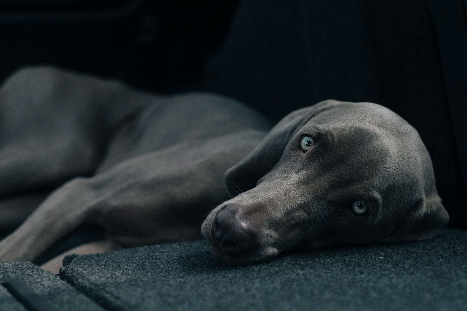 weimaraner laying down