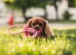 warm weather care tips for your pet