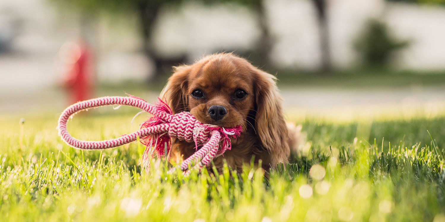 puppy-header warm weather care tips for your pet