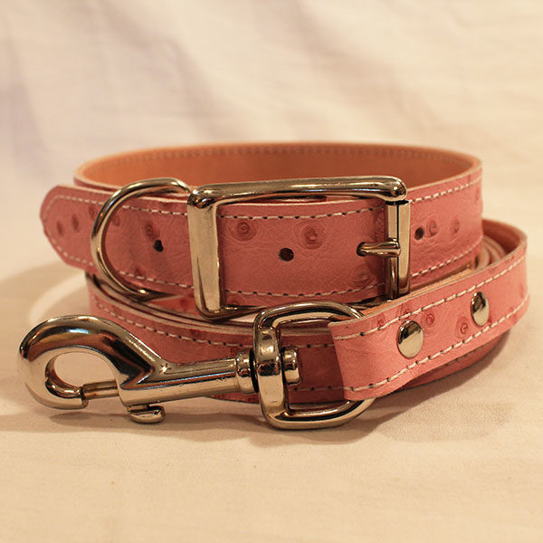 Large dog collar and leash